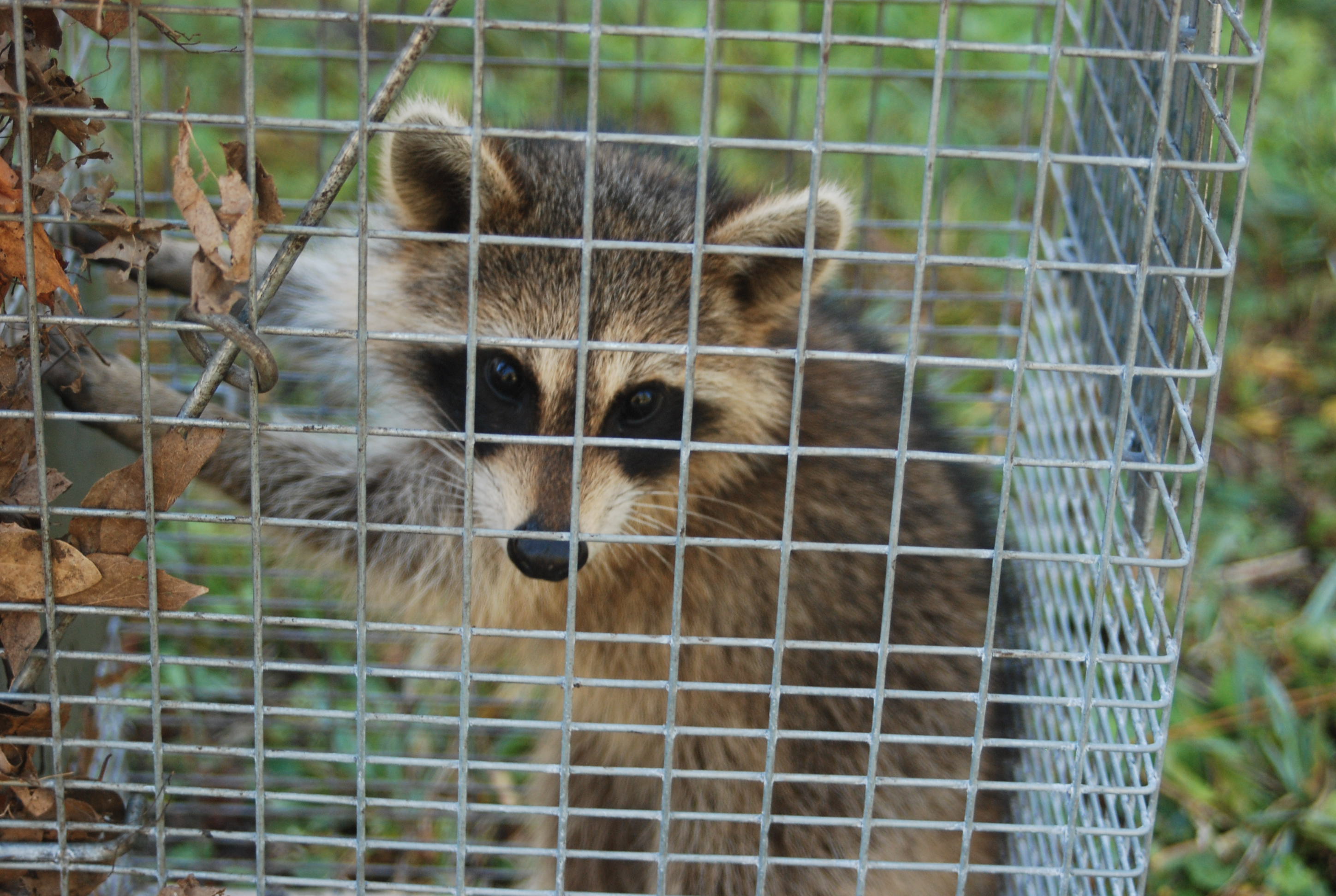 Raccoon Control and Removal Gallery